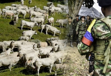 Disidentes de las Farc habrían robado 1.000 cabezas de ganado en un predio de San Vicente del Caguán. Foto: elnuevosiglo.com.co - SkyscraperCity.com. Robo 1000 cabezas de ganado Caquetá Farc abril 2017, Robo ganado disidentes Farc, farc, farc caquetá, farc en caquetá, presencia de las farc en caquetá, intimidación guerrilleros de las farc, CONtexto ganadero, ganadería Colombia