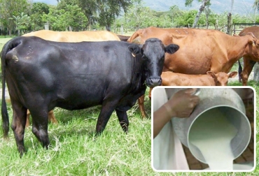 En Cundinamarca y Valle del Cauca, algunas pasteurizadoras como Mr. Quick y Algarra no habían hecho el aumento del 7% decretado por el Gobierno. Foto: palmira.olx.com.co - generalidadesdelaganaderiabovina.blogspot.com. Aumento precio base leche 2017, Precio de la leche Colombia abril 2017, precio de la leche, precio de la leche colombia, noticias precio de la leche, precio de la leche contexto ganadero, Reforma tributaria, reforma tributaria colombia, ganadería reforma tributaria, CONtexto ganadero, ganaderos colombia