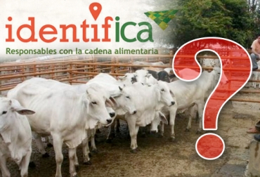 El ICA no ha publicado los avances del programa IdentifICA en lo que va corrido del 2017, a pesar de que lo hacía cada 2 meses. Foto: vanguardia.com / CONtexto ganadero trazabilidad bovina, avances trazabilidad bovina, anuncios del MinAgricultura trazabilidad, ICA no muestra avances, inconformismo con labor del ICA, pocos avances de trazabilidad, trazabilidad bovina colombia, trazabilidad bovina noticias, trazabilidad bovina ica colombia, trazabilidad bovina fedegán, trazabilidad bovina ica avances, CONtexto ganadero, ganaderos colombia