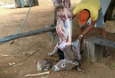 La venta de la piel de burros se ha convertido en un negocio muy lucrativo. Al parecer estarían pagando cerca de $400 mil por la pieza completa. Foto: Cortesía. sacrificio de burros en Valledupar, matanza de burros en Valledupar, sacrifico de burros en potrero, comercialización de piel de burro en Cesar, CONtexto ganadero