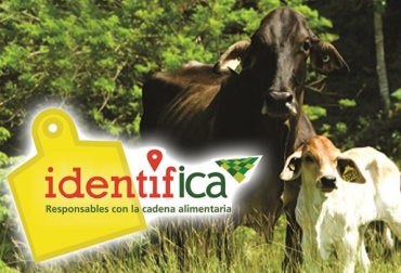 En los primeros 3 meses del año, el ICA apenas ha puesto un poco más de 38 mil nuevas chapetas. Foto: ica.gov.co. Cifras trazabilidad bovina, avances trazabilidad bovina, anuncios del MinAgricultura trazabilidad, ICA no muestra avances, inconformismo con labor del ICA, pocos avances de trazabilidad, trazabilidad bovina colombia, trazabilidad bovina noticias, trazabilidad bovina ica colombia, trazabilidad bovina fedegán, trazabilidad bovina ica avances, CONtexto ganadero, ganaderos Colombia