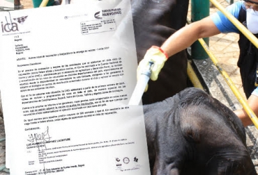 A partir de este ciclo, los productores no podrán adquirir el biológico en centros de distribución. Foto: Fedegán. ciclo de vacunación contra fiebre aftosa, Fiebre aftosa, fiebre aftosa colombia, ICA, ica colombia, vacunación contra aftosa en colombia, ganadería colombia, prohibición expedición vacuna contra aftosa en centros de distribución, CONtexto ganadero