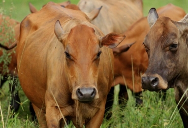 En el departamento hay menos de 300 ejemplares de la raza. Foto: Fedegán. raza chino santandereano, preservación raza chino santandereano, multiplicación de la raza chino santandereano, Ganaderos de Santander, Gobernación de Santander, preservación de material genético del chino santandereano, Unipaz, ganadería manzanares, CONtexto ganadero