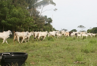 La Hacienda Los Almendros será una de las 7 fincas que harán parte de la 15 Gira Técnica Nacional que realizará Fedegán del 13 al 16 de junio en Córdoba. Foto: ecologiasocebu.blogspot.com La Hacienda Los Almendros, ganadería en Planeta Rica, gira técnica en Fedegán, gira técnica en Fedegán en Córdoba, CONtexto ganadero