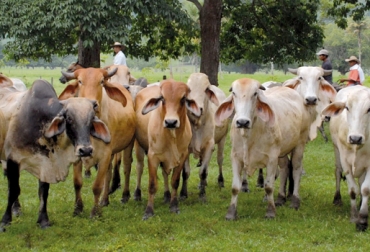 En Córdoba y Sucre, el macho de levante está alrededor de $5.000 por kilo. Foto: monteriaradio38grados.com Precio ganado Córdoba y Sucre abril 2017, precio macho levante Caribe abril 2017, precio macho gordo, Córdoba y Sucre abril 2017, precio ganado mayo 2017, comercialización de ganado Córdoba y Sucre 2017, CONtexto ganadero, ganaderos Colombia