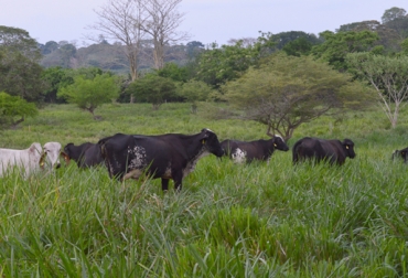 El 90% de las pasturas de la Ganadería Gualanday están establecidas en brachiaria Toledo y un 10% en Angleton. Foto: Fedegán. Ganadería Gualanday, Lechería especializada, ganado Gyrolando, ganadería en Planeta Rica, gira técnica en Fedegán, gira técnica en Fedegán en Córdoba, CONtexto ganadero