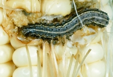 La especie afecta seriamente la producción de pasto y otros cultivos como el maíz. Foto: hortalizas.com. gusano, plaga, plagas, gusano soldado, plaga gusano soldado magdalena, ganaderos de magdalena, plagas en colombia,plagas de gusanos, contexto ganadero, ganadería colombia