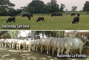 En la Hacienda La Florida, enfocada a genética de ganado Brahman, se va a observar todo el ganado que va para la Feria Nacional Cebú. Foto: Fedegán Hacienda La Florida, genética Brahman, Hacienda San José, Lechería intensiva, ganadería en Cereté, gira técnica en Fedegán, gira técnica en Fedegán en Córdoba, CONtexto ganadero