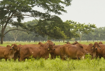 La Agropecuaria Francia y Lusitania, ubicada en Montería, se destaca en el país por ser líder en producción de toros Brahman rojo. Foto: haciendasfranciaylusitania.com/ Agropecuaria Francia y Lusitania, empresa líder en Brahman rojo, ganadería en Montería, gira técnica en Fedegán, gira técnica en Fedegán en Córdoba, CONtexto ganadero