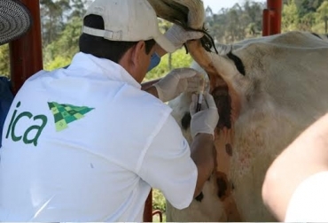 Buscan declarar al Atlántico como una región libre de brucelosis y tuberculosis. Foto: ICA. brucelosis y tuberculosis en Atlántico, Atlántico libre de brucelosis y tuberculosis, convenio para erradicar brucelosis y tuberculosis, ganaderos del Atlántico, gobernación del Atlántico, Asoganorte, ICA, CONtexto ganadero