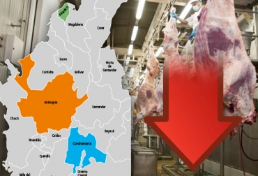 Antioquia, Atlántico y Cundinamarca fueron los de mayor contribución en la caída del sacrificio bovino. Foto: vanguardia.com / CONtexto ganadero Cifras sacrificio bovino Colombia marzo 2017, Reducción sacrificio legal bovino, baja sacrificio legal bovino Colombia, Cifras sacrificio bovino Colombia, sacrificio bovino Antioquia Atlántico Cundinamarca, sacrificio bovino Colombia 2017, sacrificio bovino Colombia Fedegán, CONtexto ganadero, ganaderos Colombia