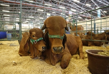 En poco más de un mes dará inicio uno de los eventos más importantes del país. Foto: Agroexpo. agroexpo, agroexpo 2017, agroexpo, ganadería, ganadería colombia, contexto ganadero, corferias