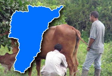 Los pequeños y medianos ganaderos de Quindío que venden a los compradores informales son los más afectados. Foto: sistemasonoro.com / CONtexto ganadero. Productores Quindío bajo precio leche junio 2017, Ganaderos Quindío precio leche 2017, Precio leche junio 2017, baja precio leche junio 2017, precio leche ganaderos región Caribe 2017, empresas lácteas bajan precio de leche junio 2017, pasteurizadoras bajan precio leche junio 2017, CONtexto ganadero, ganaderos colombia