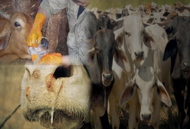 Efectos negativos como la suspensión de importación de carne generó el foco de la enfermedad en Tame. Foto: CONtexto ganadero. Fiebre aftosa, fiebre aftosa en Colombia, brote de aftosa en arauca, brote de aftosa en tame, tame arauca, tame colombia, ICA, ICA Colombia, medidas del ica ante foco de aftosa, suspensión de importaciones por foco de aftosa, José Felix Lafaurie, Ganadería, ganadería colombia, CONtexto ganadero