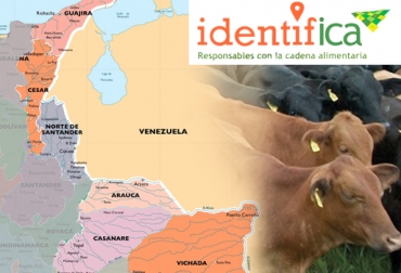 El programa IdentifICA evidenció retrasos en los departamentos fronterizos de Arauca y Norte de Santander. Foto: CONtexto ganadero Brote Fiebre Aftosa Colombia junio 2017, brote de aftosa en arauca, brote de aftosa en tame, tame arauca, tame colombia, ica colombia, medidas del ica ante foco de aftosa, Cifras Identifica mayo 2017, trazabilidad bovina Identifica mayo 2017, avances trazabilidad bovina, anuncios del MinAgricultura trazabilidad, trazabilidad bovina colombia, trazabilidad bovina noticias, trazabilidad bovina ica colombia, trazabilidad bovina ica avances, CONtexto ganadero, ganaderos Colombia
