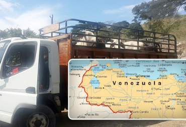 Los nuevos requisitos buscan que el estatus sanitario del país no esté en riesgo. Foto: dulcemariatosta.com / Policia Nacional. Cesar, Norte de Santander, La Guajira, Arauca, Vichada, Boyacá, frontera con venezuela, ica, movilización de ganado, movilización de ganado desde región frontera, ica colombia, ganadería colombia, contexto ganadero, ganadería colombia