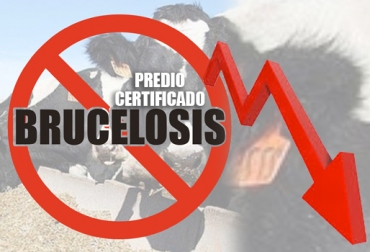 En 2016, el número de predios libres de tuberculosis se redujo un 9,25%, que equivalen a 1.936 hatos. Foto: unidac.com.co Ganaderos Colombia predios libres brucelosis, ganaderos predios libre de brucelosis, vacunas contra brucelosis, falta interés vacunación brucelosis, costo vacuna brucelosis, predios libres de brucelosis 2016, ICA predios libre de brucelosis 2016, CONtexto ganadero, ganaderos colombia