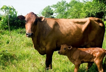 La Unipaz tiene un hato puro y a través de biotecnología va a ser multiplicado. Foto: Unipaz. raza chino santandereano, preservación raza chino santandereano, multiplicación de la raza chino santandereano, Ganaderos de Santander, Gobernación de Santander, preservación de material genético del chino santandereano, Unipaz, ganadería manzanares, CONtexto ganadero