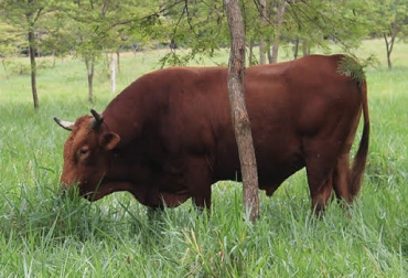 Las bondades del sanmartinero son apetecidas incluso por criadores Cebú de vieja data. Foto: Fedegán. Criollos, criollos meta, Ganado criollo, bovinos criollos, sanmartinero, prueba de desempeño de toros sanmartienero, Corpoica, Asocebú, CONtexto ganadero, ganadería colombia