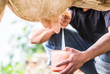 Según productores, la situación de la leche es peor y más crítica que el mes pasado. Foto: asoleche.org crisis del sector lechero, lecheros de colombia en crisis, lecheros protestan contra la industria, medidas del Gobierno insuficientes, CONtexto ganadero