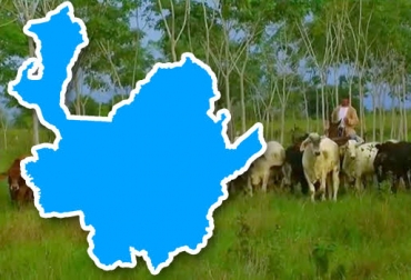 En la región se debe hacer un esfuerzo para disminuir el uso de fertlizantes y concentrados en las cuencas de lechería, para tener una producción más limpia. Foto: Youtube.com / ituango.blogspot.com. sistemas silvopastoriles, sistemas silvopastoriles en antioquia, sistemas silvopastoriles en colombia, instalación de sistemas silvopastoriles, universidad nacional sede medellín, universidad de antioquia, gobernación de antioquia, ganadería sostenible, IV Foro regional de ganadería sostenible, contexto ganadero