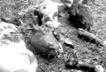 Los delincuentes están sacrificando los animales y dejan los restos en el potrero. Foto: Cortesía. abigeato, abigeato cundinamarca, abigeato granada, granada cundinamarca, hurto a fincas, inseguridad, ganadería colombia, contexto ganadero
