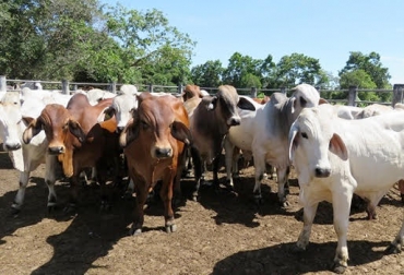 Colombia es referente en la cría y producción de Brahman. Foto: costanoticias.com. congreso mundial brahman, congreso mundial brahman 2018, congreso mundial brahman bucaramanga 2018, Asocebú, congreso mundial brahman colombia 2018, ganadería colombia, brahman en colombia, CONtexto ganadero