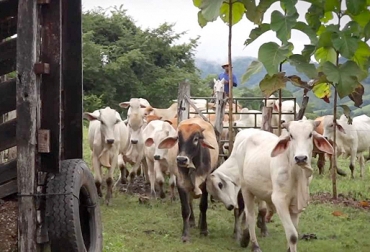 Ganaderos de la región Caribe manifestaron que el precio del ganado puede disminuir considerablemente tras brotes de aftosa. Foto: YouTube.com Brote de fiebre aftosa en Colombia 2017, brote de aftosa en arauca, brote de fiebre aftosa en Cundinamarca julio 2017, ganadería Magdalena medio, ganadería de la región Caribe, ganaderos región Caribe, aftosa Colombia 2017, ica colombia, ICA, CONtexto ganadero, ganadería colombia