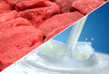 Ante los bajos precios de la leche, ganaderos se han inclinado más por la producción de ganados para carne. Foto: CONtexto ganadero Productores región Caribe bajo precio leche julio 2017, Precio leche julio 2017, baja precio leche julio 2017, precio leche ganaderos Magdalena 2017, precio leche ganaderos Atlántico 2017, pasteurizadoras bajan precio leche julio 2017, Transición ganadería de leche a carne, ganaderos de Boyacá cambian de leche a carne, ganaderos cambian de leche a carne, dificultad producción láctea, CONtexto ganadero, ganaderos Colombia