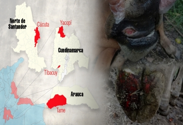En tan solo un mes, se han detectado 4 focos de fiebre aftosa en el país. Foto: CONtexto ganadero Focos fiebre aftosa Colombia junio y julio 2017, fiebre aftosa en Colombia, brotes fiebre aftosa Colombia, José Félix Lafaurie presidente de Fedegan, Ministerio de Agricultura, aftosa, brote de aftosa, brote de aftosa en cundinamarca, yacopí cundinamarca, fiebre aftosa en cundinamarca, ICA, ica colombia, CONtexto ganadero, ganadería colombia