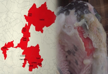 La cuarentena cubre a 10 municipios aledaños a la población en la que detectó el virus. Foto: CONtexto ganadero. aftosa, brote de aftosa, fiebre aftosa en Colombia, brote de aftosa en cundinamarca, yacopí cundinamarca, fiebre aftosa en cundinamarca, ICA, ica colombia, CONtexto ganadero, ganadería colombia, Ministerio de Agricultura