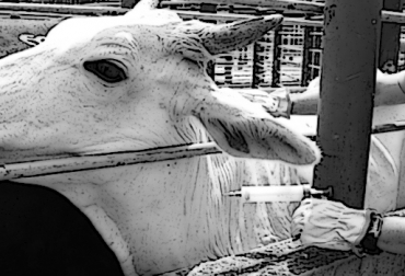 Comités ganaderos siguen criticando cambios en la ejecución de los ciclos de vacunación hechos por MinAgricultura. Foto: Fedegán Denuncias Final Ciclo I vacunación 2017, primer ciclo de vacunación 2017, Temor ciclo vacunación 2017, Preocupación resultados ciclo de vacunación, ciclo de vacunación aftosa colombia, ciclo de vacunación aftosa colombia fedegán, ciclo de vacunación aftosa colombia noticias, ciclo de vacunación aftosa colombia cifras, CONtexto ganadero, ganaderos colombia