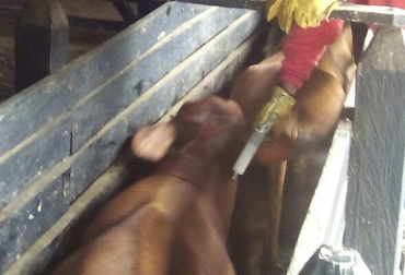 El primer ciclo de vacunación contra la fiebre aftosa comenzó el 8 de mayo y termina el 11 de julio. Foto: Fedegán Final Ciclo I vacunación 2017, primer ciclo de vacunación 2017, Temor ciclo vacunación 2017, Preocupación resultados ciclo de vacunación, ciclo de vacunación aftosa colombia, ciclo de vacunación aftosa colombia fedegán, ciclo de vacunación aftosa colombia noticias, ciclo de vacunación aftosa colombia cifras, CONtexto ganadero, ganaderos Colombia
