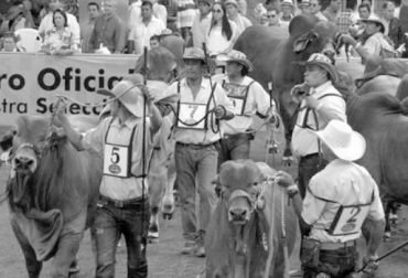 La Feria ganadera de Sabanalarga, una de las más importantes de la región Caribe, no podría llevarse a cabo en 2017. Foto: elheraldo.co Feria Sabanalarga problemas, presupuesto Feria Sabanalarga 2017, Feria Ganadera de Sabanalarga, Feria ganadera de Sabanalarga 2017, Feria equina de Sabanalarga, Feria agroindsutrial de Sabanalarga, ganaderos del caribe, Ganaderos de Sabanalarga, Feria ganadera Atlántico, CONtexto ganadero, ganaderos Colombia