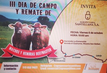 Agropecuaria Santillana espera negociar más de 15 bovinos puros el 6 de octubre de 2017. Foto: Agropecuaria Santillana. día de campo, beefmaster puro, conferencias, mercado beefmaster, cruce con cebú, carne, hato puro, CONtexto Ganadero