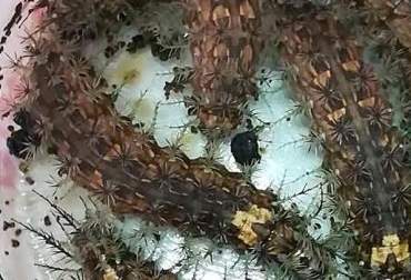 El insecto genera graves efectos sobre el cuerpo humano. Tenga en cuenta las siguientes recomendaciones. Foto: Gobernación del Casanare. oruga, oruga casanare, oruga venenosa, oruga lonomia, animales venenosos, insectos peligrosos, orugas venenosas, casanare, ganadería casanare, ganadería colombia, contexto ganadero