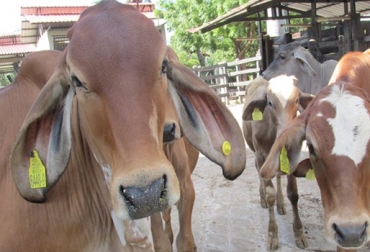 El ICA aún no ha logrado identificar 4 millones de bovinos, meta que se había fijado para los primeros 2 años desde que asumió el programa. Foto: ica.gov.co Cifras Identifica agosto 2017, trazabilidad bovina Identifica agosto 2017, avances trazabilidad bovina, anuncios del MinAgricultura trazabilidad, ICA no muestra avances, inconformismo con labor del ICA, pocos avances de trazabilidad, trazabilidad bovina colombia, trazabilidad bovina noticias, trazabilidad bovina ica colombia, trazabilidad bovina fedegán, trazabilidad bovina ica avances, CONtexto ganadero, ganaderos colombia