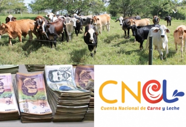 Los recursos parafiscales serán utilizados para compensar a los productores que perdieron sus animales por los brotes de aftosa. Foto: cncl.com.co - elheraldo.co - jairoserrano.com Pago ganado sacrificado ganado fiebre aftosa agosto 2017, compensación por bovinos sacrificados fiebre aftosa Colombia, ministro iragorri aftosa pago animales sacrificados, brote de aftosa, fiebre aftosa en Colombia, brote de aftosa en cundinamarca, yacopí cundinamarca, fiebre aftosa en cundinamarca, ICA, ica colombia, Ministerio de Agricultura, CONtexto ganadero, ganaderos colombia