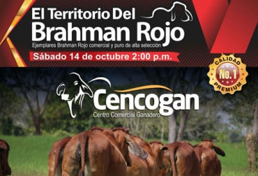 No se pierda el evento y adquiera hembras de alta calidad. Foto: Cortesía. territorio brahman rojo, Cencogan, III Territorio Brahman Rojo, subastas ganaderas, subastas ganaderas en colombia, subastas ganaderas en caucasia, subastas en córdoba, contexto ganadero, ganadería colombia