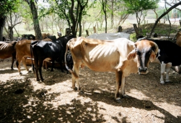 Los productores del Huila aseguran que están apurados por el intenso verano. Foto: hsbnoticias.com Ganaderos verano Huila septiembre 2017, Productores Huila precio leche septiembre 2017, Ganaderos Huila precio leche 2017, Precio leche septiembre 2017, Ganaderos Huila verano 2017, precio leche ganaderos Huila 2017, precio leche estable ganaderos Huila septiembre 2017, ganaderos Huila preparación para el verano, CONtexto ganadero, ganaderos colombia, noticias ganaderas colombia