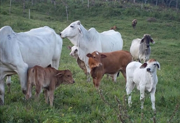 “El mercado no reconoce las inversiones en mejoramiento genético, solamente compra por el kilo y no contemplan la calidad”, Rosi Quevedo. Foto: jairoserrano.com Ceba, manejo, esquema de ceba, difícil la alimentación, descargar finca final del invierno, cargar finca al comenzar invierno, información de indicadores, precisión de cada evento, manejo de comida, Puerto Boyacá, CONtexto Ganadero, noticias de ganadería colombiana.