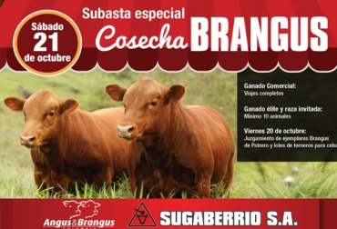 El evento se realizará en las instalaciones de la Subasta Ganadera de Puerto Berrío, Antioquia. Foto: Asociación Angus & Brangus de Colombia y Sugaberrio Cosechas Brangus 2017, evento cosechas Brangus 2017, días de campo Cosecha Brangus, noticias Angus Colombia, noticias Brangus Colombia, información Brangus Colombia, Asociación Angus & Brangus, CONtexto ganadero, ganaderos colombia, noticias ganaderas colombia