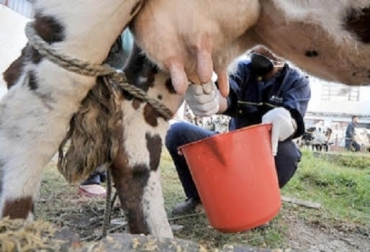 “Es un precio muy bajo para la calidad de la raza Normando. El precio es estático, no le bajan ni le suben”, relató Javier Moya. Foto: estiloagro.com Andrés Felipe Parada, ganadero de San Cayetano, cruce de Jersey con Holstein, mejorar la calidad y aumentar volumen, Javier Moya, ganadero del municipio de Ubaque, Normando, Taurus, CONtexto Ganadero, noticias de ganadería colombiana.