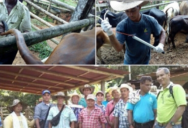 Ya son cerca de 80 pequeños productores los que han sido seleccionados para el proyecto. Foto: Coregan Mejoramiento genético Coregan Puerto Berrio Antioquia 2017, proyecto mejoramiento genético Puerto Berrio 2017, pequeños ganaderos puerto Berrio, Comité Regional de Ganaderos de Puerto Berrío, Coregán 2017, Contexto ganadero, ganaderos Colombia, noticias ganaderas Colombia