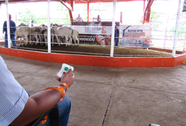 La raqueta le dará más orden y garantías a quienes compran ganado a través de las subastas. Foto: Subagan. subagan, subagan montería, subastas montería, raqueta subagan, venta de ganado, subasta de ganado, raqueta electrónica, ganadería, noticias ganaderas colombia, contexto ganadero