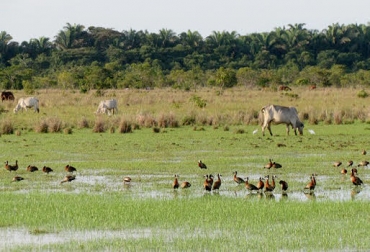 El rabo de vaca contiene 3,28% de proteína, el gramas 9,60%, el pasto negro 17,26% y el cenizo de 13,64%. Foto: Noticiero del Llano. Pastos naturales, guaratara, negro, cenizo, blanco, sabanas inundables, 5 millones de hectáreas, Casanare y Arauca, buen nivel de proteína, proteína comparable con decumbens y humidicola, Tejos, Universidad de los Llanos, The Nature Conservancy, Corporinoquia, CONtexto Ganadero.