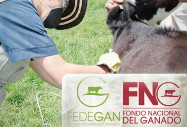 Fedegán y el FNG ejecutaron el ciclo de vacunación durante casi 20 años y lograron certificar al país como libre de aftosa. Foto: fedegan.org.co. II Ciclo vacunación fiebre aftosa 2017, segundo ciclo vacunación fiebre aftosa 2017, segundo ciclo de vacunación 2017, II Ciclo vacunación fiebre aftosa Colombia 2017, ciclo de vacunación aftosa colombia, ciclo de vacunación aftosa colombia noticias, CONtexto ganadero, ganaderos colombia, noticias ganaderas colombia