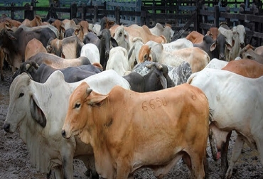 La medida ha afectado la normal comercialización de ganado en la región. Foto: eje21.com.co. ica, ica colombia, norte de santander, ganaderos de norte de santander, ganadería norte de santander, zona de contención, zona de contención ica, zona de contención fiebre aftosa, fiebre aftosa colombia, fiebre aftosa, coganor, comité de ganaderos de norte santander, contexto ganadero, ganadería colombia, noticias ganaderas colombia