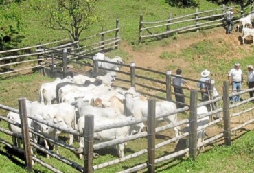 “En Arauca el contrabando de ganado en pie sigue igual, también el de carne en canal”, manifestó Javier Barbosa. Foto: vanguardia.com. Contrabando en Arauca, contrabando Norte de Santander, contrabando en Vichada, 10 años alertando, Comité de Ganaderos de Arauca, Federación de Ganaderos de Arauca, peligro de infección, ganado en pie, carne en canal, carne entre bolsas, cierre de frontera, apoyo de fuerza pública, apoyo de tecnología, drones, CONtexto Ganadero, noticias de ganadería colombiana.
