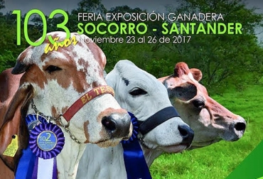 Durante la feria del Socorro los organizadores esperan negociar 1.800 bovinos. Foto: elsocorro-santander.blogspot.com.co Feria del Socorro, 103 años, cebu, brahman, exposición, juzgamiento, jornada académica, feria comercial, 1.800 animales. Exposición 150 bovinos, Simmental, Chino Santandereano, Simbrah, Brahman y Pardo Suizo, CONtexto Ganadero, noticias de ganadería colombiana.